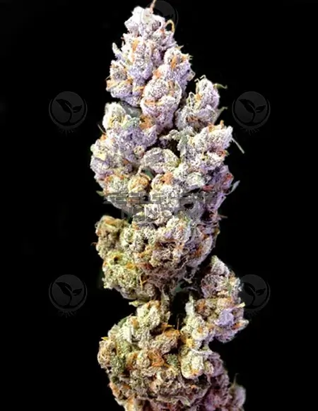 Sour Tangie Cannabis Seeds from Crockett Family Farms featuring vibrant green buds