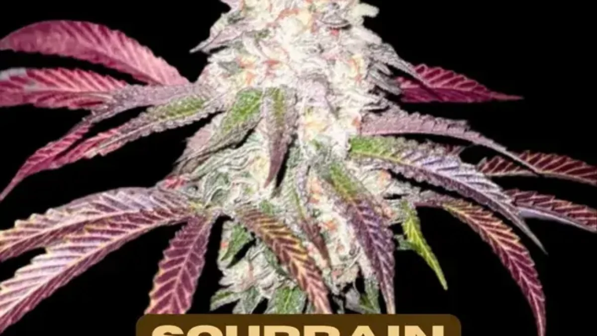 Final Harvest Sale - Seeds Here Now