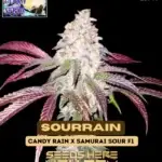 SourRain (Regular) - Bless Coast Seeds