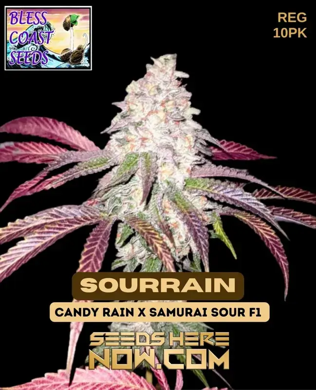 SourRain Cannabis Seeds - Hybrid strain combining Candy Rain and Samurai Sour F1