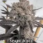 Space Juice (Feminized) - Solfire Gardens