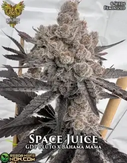 Space Juice Feminized Seeds (space) Citrus, Berry, Pine Flavors