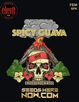 Spicy Guava Feminized Seeds (space) Hybrid Cannabis Strain by Elev8 Seeds