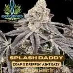 Splash Daddy (Feminized) - Exotic Genetix