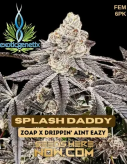 Splash Daddy Feminized Cannabis Seeds close(space)up view