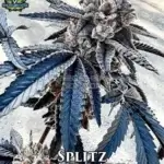 Splitz (Feminized) - Exotic Genetix