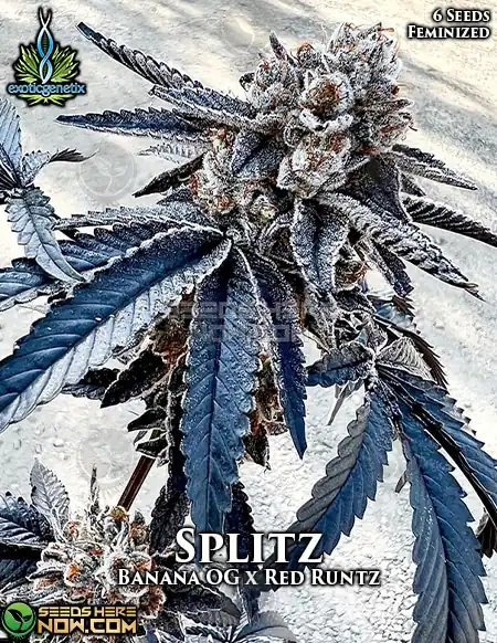 Splitz Feminized Seeds - Exotic Genetix - Banana OG x Red Runtz Blend