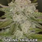 Spring Swagger (Feminized) - Sin City Seeds