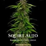 Squirt (Autoflower) - Humboldt Seed Company