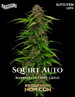 Squirt Auto Cannabis Seeds (space) Hybrid Autoflower by Humboldt Seed Company