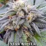 Star Killer (Regular) - Best Coast Genetics