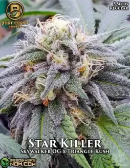 Star Killer cannabis seeds, regular type, by Best Coast Genetics featuring pine and lemon aroma