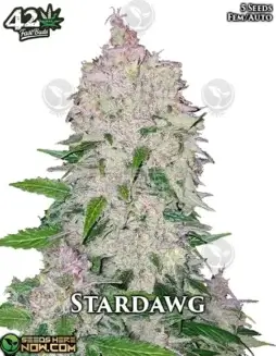 Stardawg Auto Autoflower Seeds, a hybrid strain with pine, diesel, and lemon flavors