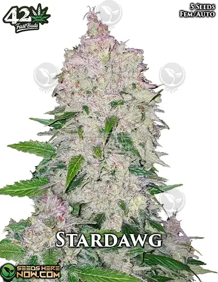 Stardawg Auto Autoflower Seeds, a hybrid strain with pine, diesel, and lemon flavors