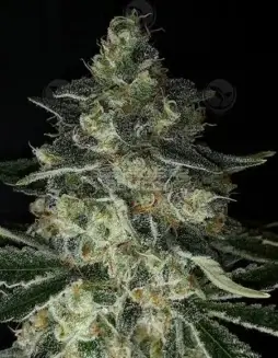 Image of Stash Plant cannabis seeds by Dominion Seed Company