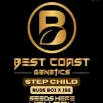 Step Child (Regular) - Best Coast Genetics