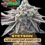 Stetson (Regular) - Shindig Seed Co.