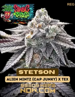 Stetson Regular Seeds (space) Balanced Hybrid with Sour Citrus(space)Diesel Aroma