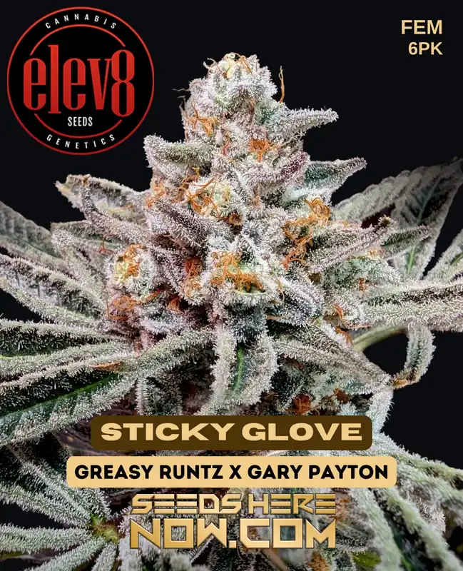 Sticky Glove feminized seeds - Diesel, Pine, Earthy aroma - Elev8 Seeds