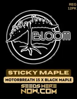 Sticky Maple cannabis seeds by Bloom Seed Co, featuring Dulce De Uva and Sherbanger lineage