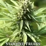 Stoopid Fruits (Regular) - Humboldt Seed Company