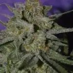 Storm Shadow (Regular) - Irie Genetics