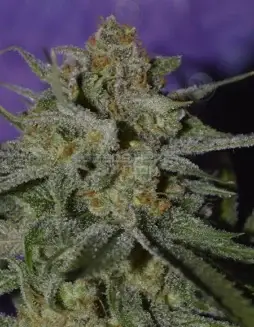 Storm Shadow Regular Cannabis Seeds (space) White Widow x Arise Hybrid