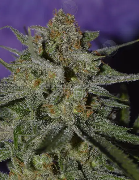 Storm Shadow Regular Cannabis Seeds - White Widow x Arise Hybrid