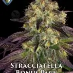 Stracciatella Bonus Pack (Feminized) - T.H. Seeds