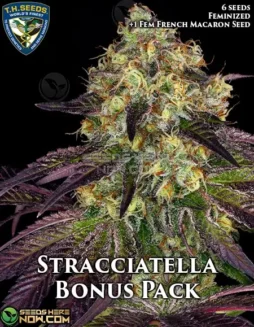 Stracciatella Bonus Pack Feminized Seeds (space) Do(space)Si(space)Dos x Strawbanana Cream Hybrid
