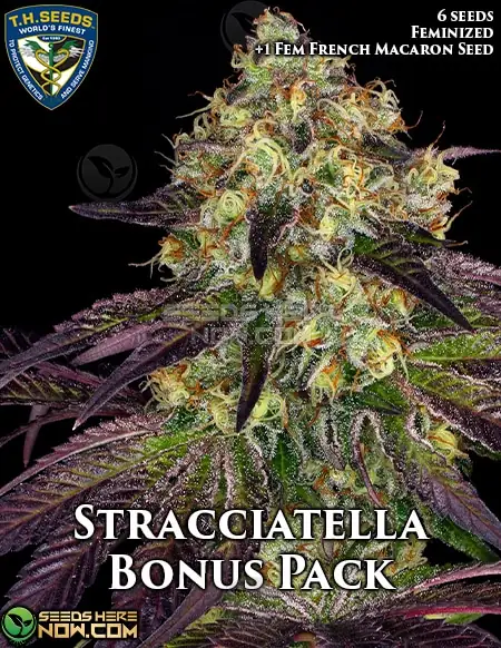 Stracciatella Bonus Pack Feminized Seeds - Do-Si-Dos x Strawbanana Cream Hybrid