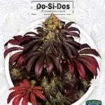 Stracciatella (Feminized) - T.H. Seeds