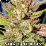 Strait Cherries (Regular) - Strait A Genetics