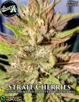 Strait Cherries Cannabis Seeds by Strait A Genetics featuring Mendocino Maraschino and Blue Cherries
