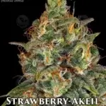 Strawberry - Akeil (Feminized) - Serious Seeds