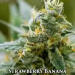 Strawberry Banana (Autoflower) - Automatically Delicious