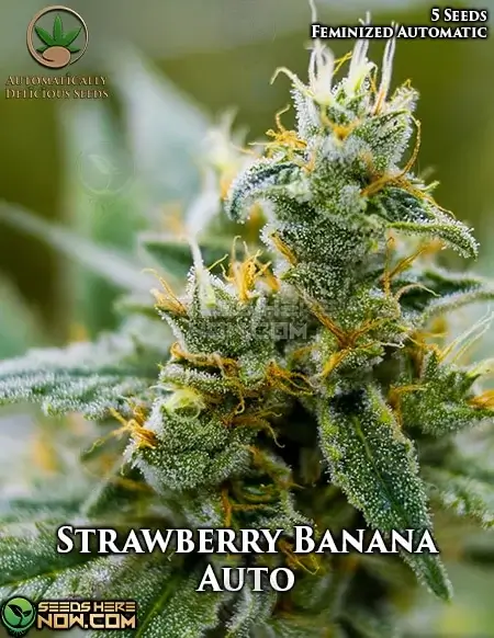 Strawberry Banana Auto Cannabis Seed Pack by Automatically Delicious