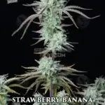 Strawberry Banana (Autoflower) - Fast Buds