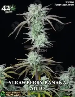 Strawberry Banana Auto Autoflower Seeds (space) High THC Hybrid