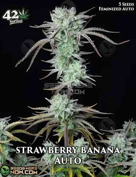 Strawberry Banana Auto Autoflower Seeds - High THC Hybrid