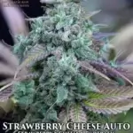 Strawberry Cheese (Autoflower) - Automatically Delicious