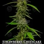 Strawberry Cheesecake (Regular) - Humboldt Seed Company