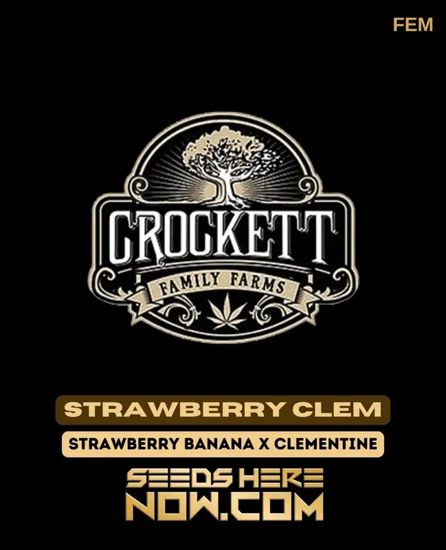 Strawberry Clem Cannabis Seeds by Crockett Family Farms - Feminized Seeds