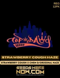 Strawberry Cough Haze cannabis seeds by Top Dawg Seeds, featuring a blend of Strawberry Cough, Chem D, and Original Haze genetics