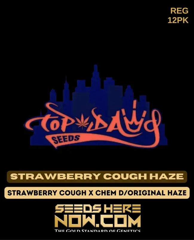 Strawberry Cough Haze cannabis seeds by Top Dawg Seeds, featuring a blend of Strawberry Cough, Chem D, and Original Haze genetics