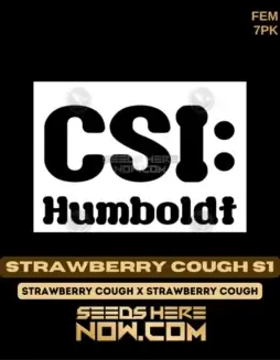Bright green Strawberry Cough S1 cannabis buds with strawberry and herbal aroma
