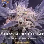 Strawberry Cough S1 (Feminized) - Dr. Blaze