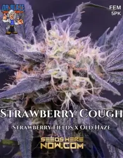 Strawberry Cough S1 cannabis seeds, feminized by Dr. Blaze (space) sweet strawberry aroma with earthy undertones