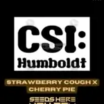 Strawberry Cough x Cherry Pie (Feminized) - CSI Humboldt