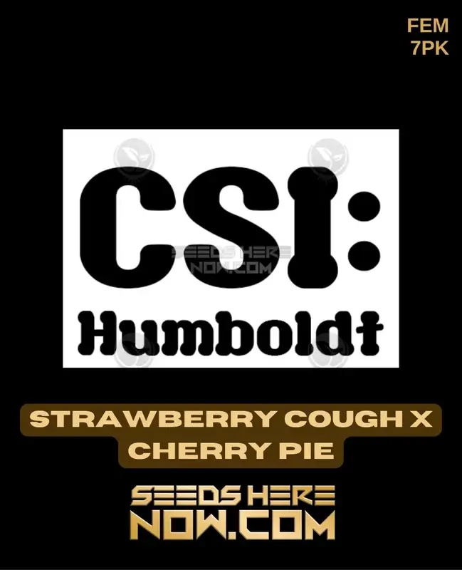 Strawberry Cough x Cherry Pie Cannabis Seeds - Sativa-dominant Feminized Seeds